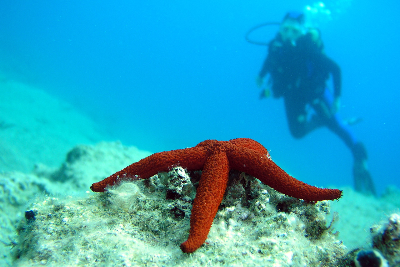 Scuba Diving Antalya